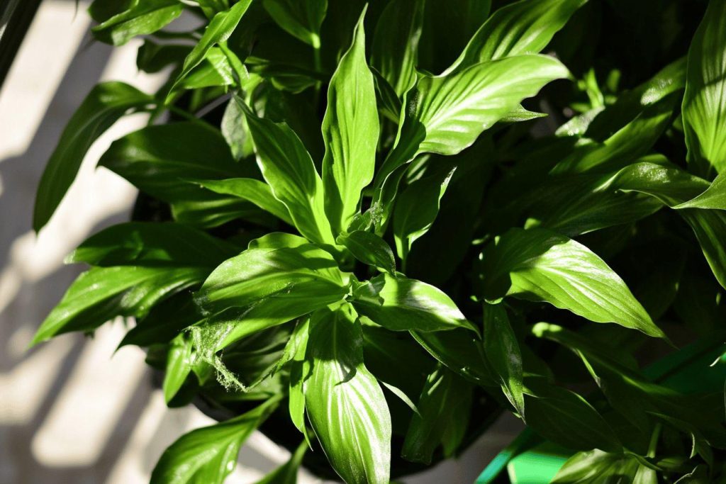 Guide complet d'entretien des bonsaïs ficus : taille, rempotage et arrosage