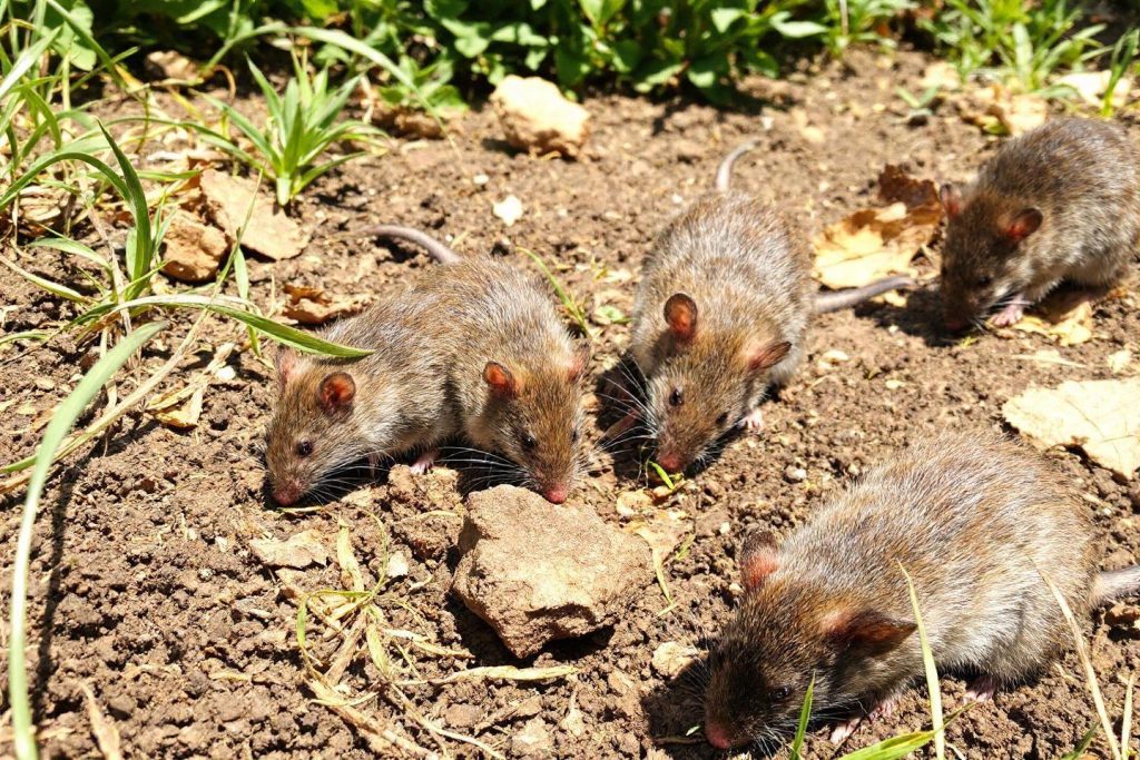 Comment se débarrasser des rats dans le jardin : méthodes et solutions efficaces