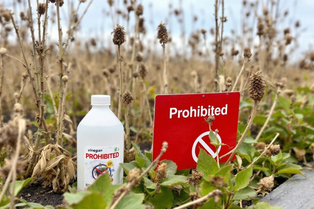 Vinaigre blanc désherbant interdit : ce qu'il faut savoir et pourquoi ne plus l'utiliser