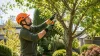 Conseil élagage brico-relax.fr : Bonnes Pratiques pour Réussir