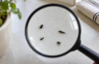 Quatre petits insectes noirs de formes différentes sont observés sous une loupe