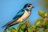 Que mange une Hirondelle ? Comment aider cet oiseau ?