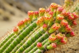 Comment arroser un cactus ? Fréquence, Conseils & Astuces