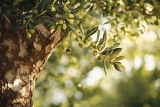 Pourquoi mon olivier perd ses feuilles ? Causes & Solutions
