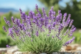Quand planter la Lavande ? Où & comment ? Conseil plantation