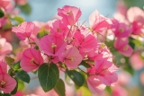 Où mettre un Bougainvillier ? Conseils plantation entretien
