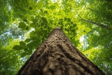 Abattage d’arbre déductible des impôts : Crédit 2026