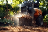 Comment détruire une souche d&rsquo;arbre ? Guide & Astuces