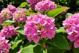 A quelle distance d&rsquo;un mur planter un hortensia ? Guide