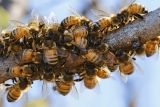 Combien de temps reste un Essaim d&rsquo;Abeille ? Décryptage