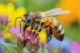 Combien de temps vit une abeille ? Espérance & Durée de vie