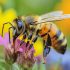Comment faire du désherbant naturel & écologique ? Recette