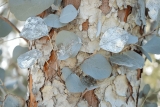 Eucalyptus Gunnii adulte : Taille, Croissance & Entretien