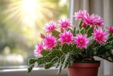 Cactus de Noël Entretien : Guide pour bien le faire fleurir
