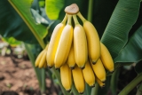 Comment faire pousser un Bananier sans graine ? Méthode simple