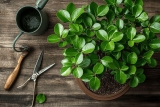 Entretien des Bonsais Ficus : arrosage, taille & rempotage