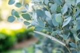 Comment tailler un Eucalyptus Gunnii ? Techniques de Pro