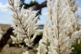 Herbes de la Pampa Danger : Plante invasive & interdite