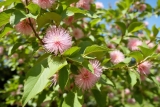 Quels sont les Inconvénients d&rsquo;un albizia à connaître ?