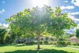 Paulownia Inconvénient : Risques et Conseils de plantation