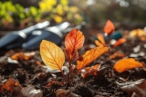 Quels sont les inconvénients du Photinia ? Guide Top 5