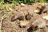 Comment se débarrasser des Rats dans le Jardin​ ? Solutions
