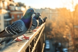 Comment éloigner les pigeons de mon balcon ? Astuces 2026