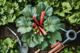 Durée de vie d&rsquo;un pied de Rhubarbe : Conseils d’entretien