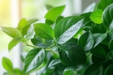 Plante misère Porte Malheur : Croyance ou non ?