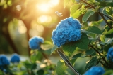 Quand tailler les Hortensias ? Zoom sur la période idéale