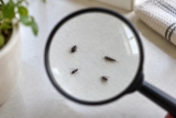 Petite bestiole noire Maison : Se débarrasser Insecte rond Anthrène