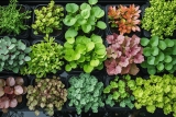 Quelle plante aquatique pour petit bassin ? Sélection 2026
