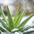 Cyprès inconvénients à connaître avant de le planter