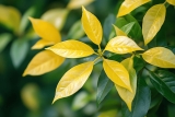 Feuilles jaunes Laurier rose, que faire ? Conseils entretien