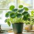 Quand tailler le Jasmin ? Guide & Conseils pratiques