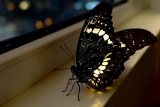 Papillon de nuit dans la maison signification à savoir