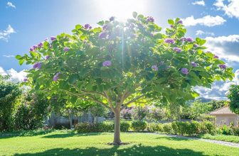 Les inconvénients du paulownia : ce qu'il faut savoir avant de planter cet arbre à croissance rapide