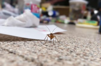 Comment identifier et éliminer les insectes marron dans votre maison