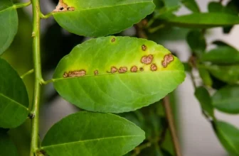 Photo Maladie du Citronnier : comment reconnaître et soigner