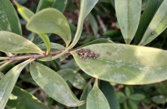 Feuilles jaunes sur votre laurier rose : solutions et conseils pour sauver votre plante