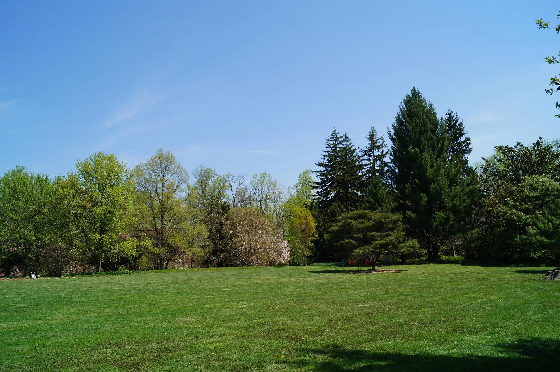 Albizia Bois de Chauffage: Pourquoi ne pas l’utiliser ? AVIS