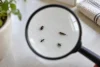 Quatre petits insectes noirs de formes différentes sont observés sous une loupe